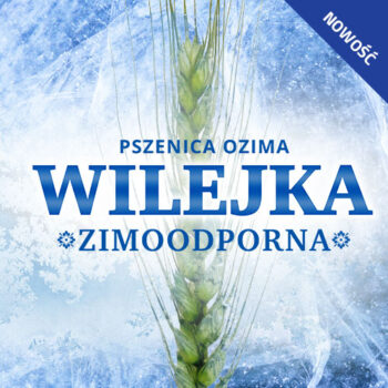 wilejka-1.jpg